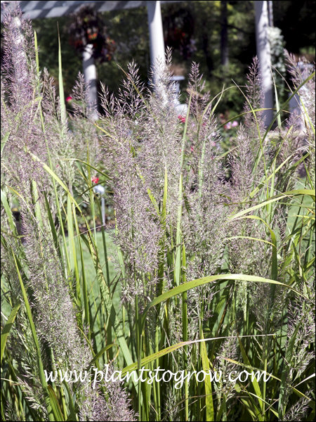 Plume color in early September.